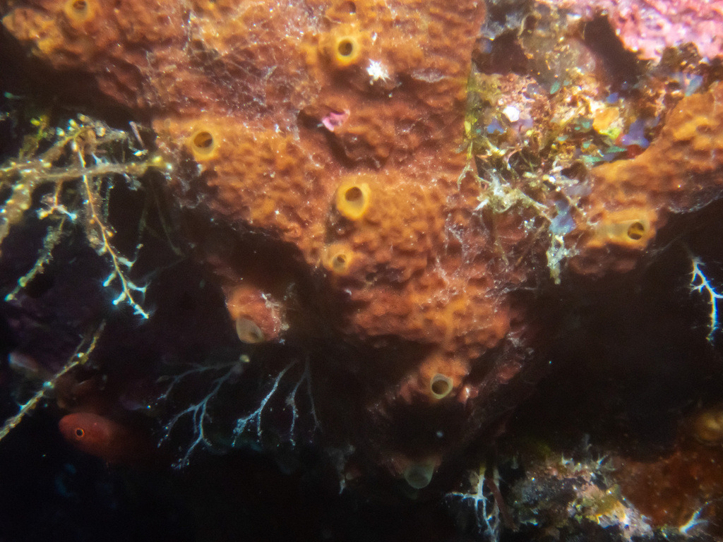 Dactylospongia elegans