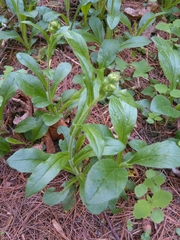 Erigeron pulchellus