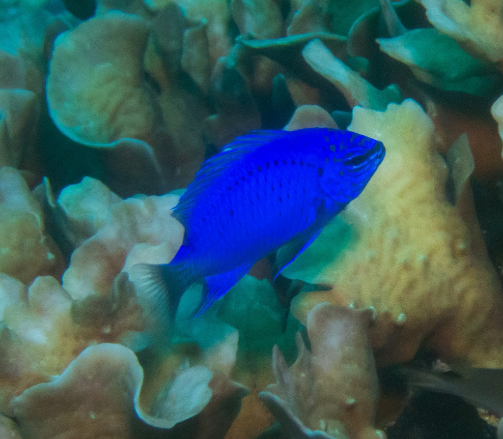 Springer's Damselfish