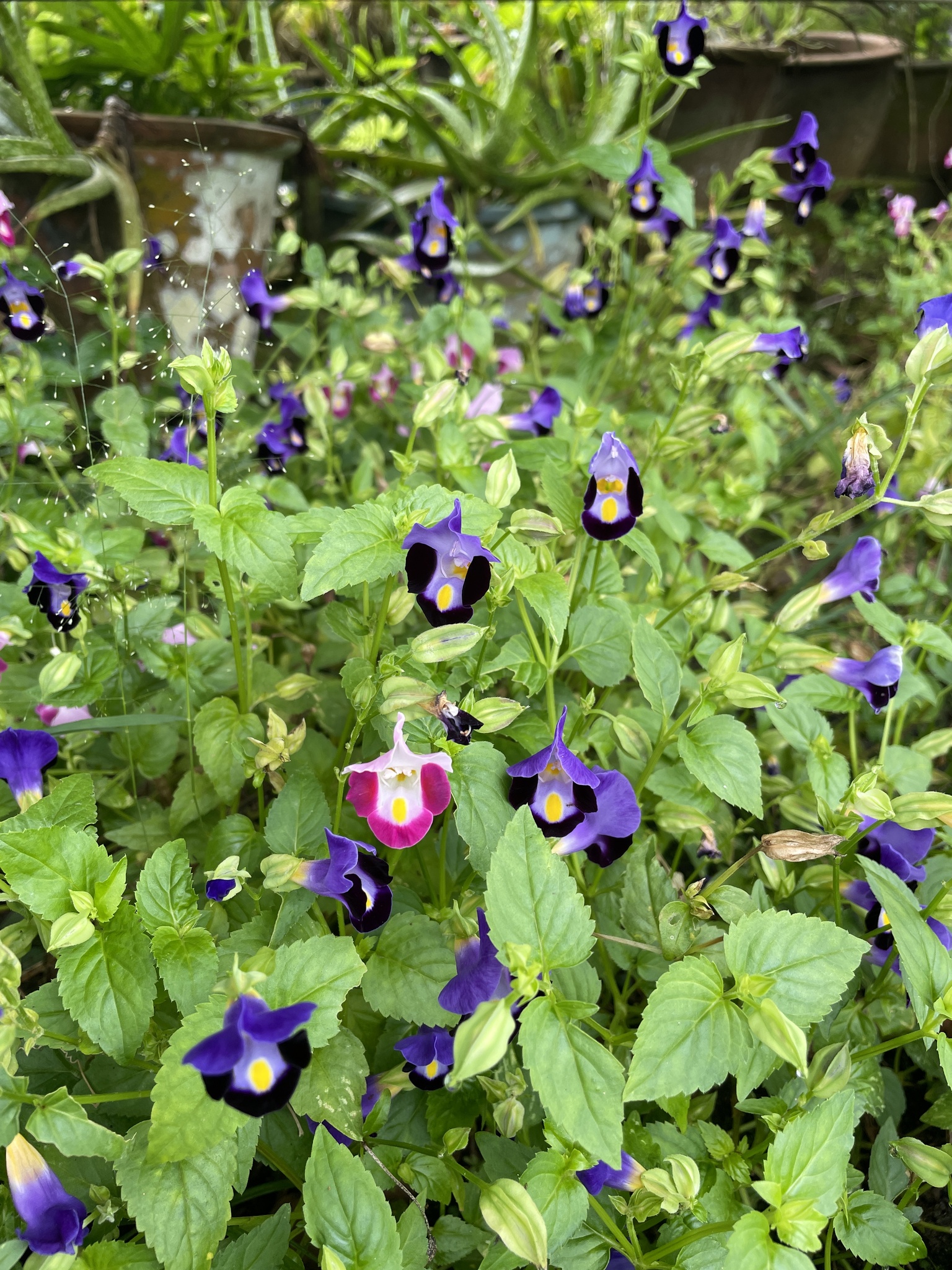 Imagem de Violeta-de-jardim