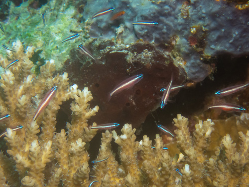 Twostripe pygmy goby (Eviota bifasciata) — Gobiidae — 5