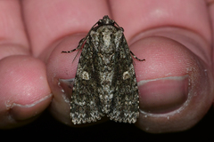 Acronicta afflicta