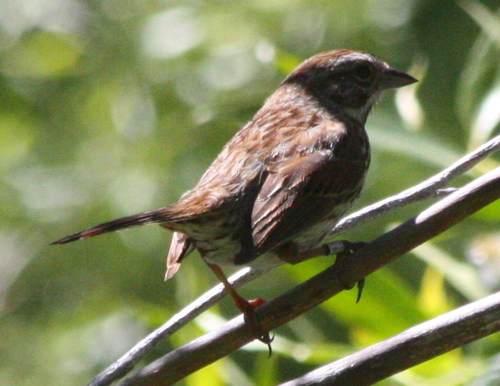iNaturalist observation photo of Song Sparrow