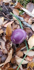 Cortinarius magellanicus