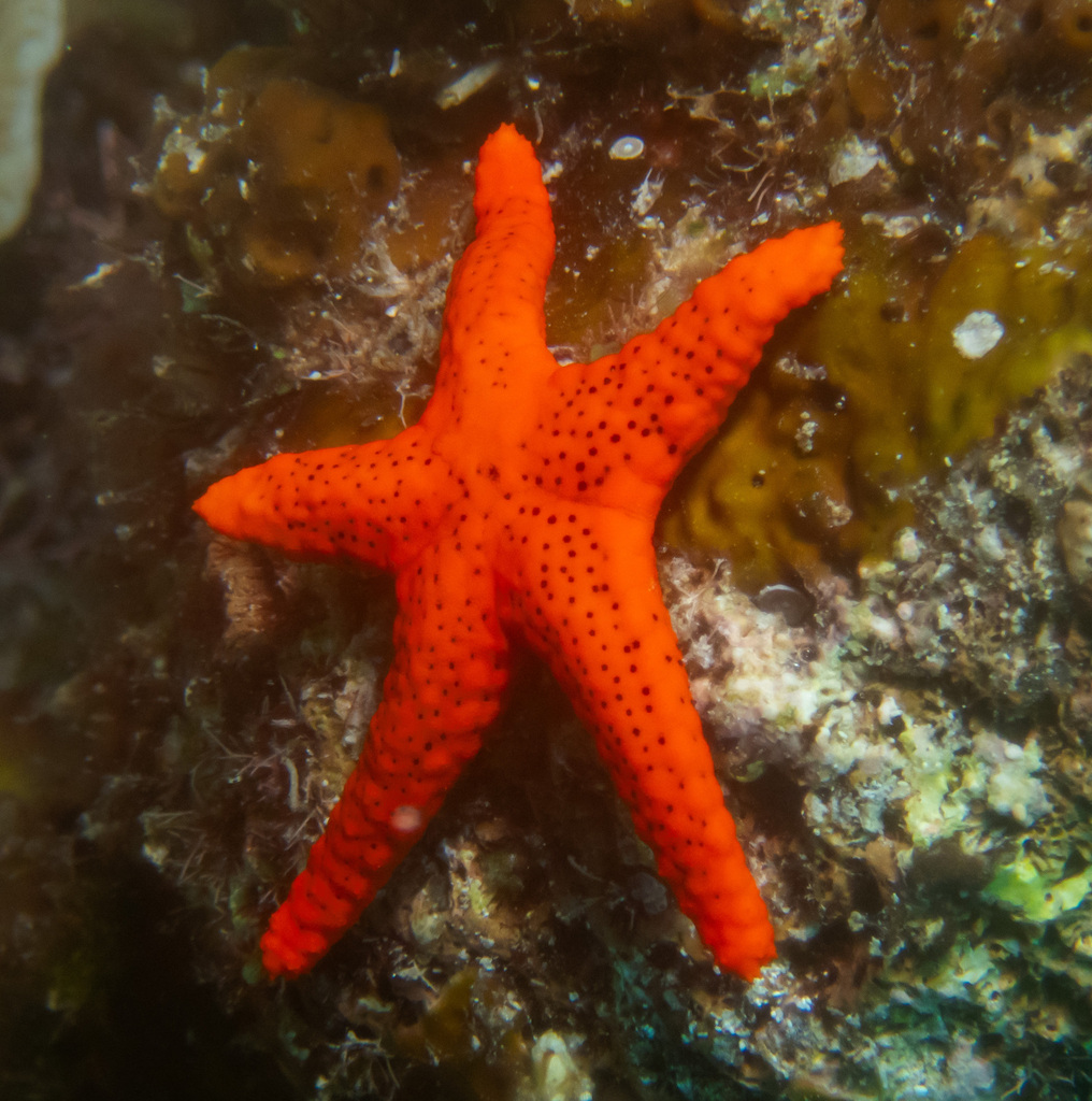 Red Sea Star