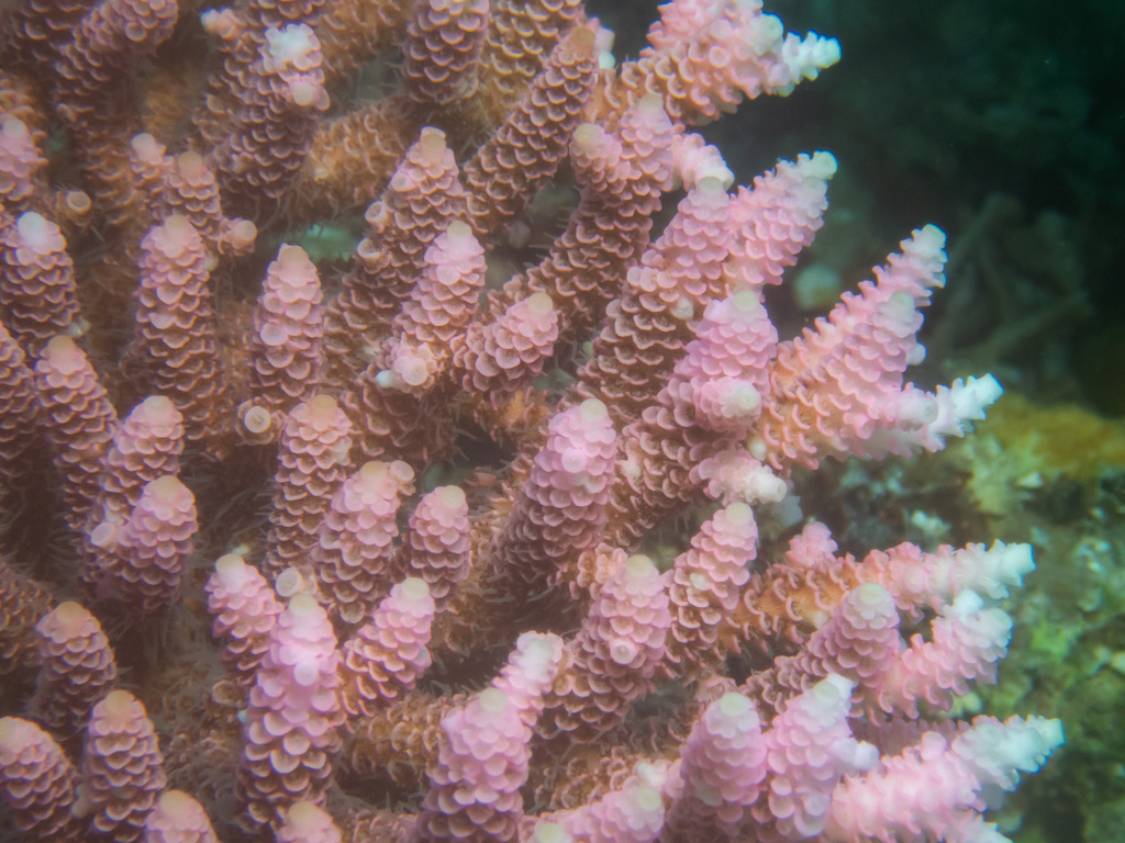 Staghorn coral