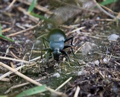 Carabus glabratus