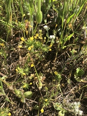 Leptosiphon acicularis