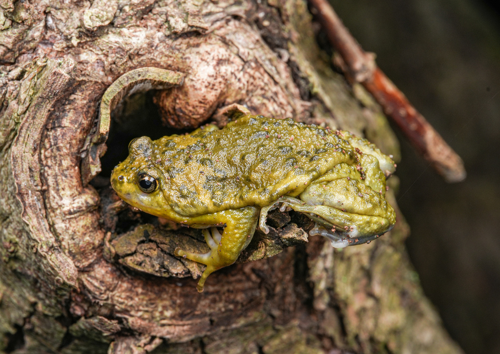 Sichuan Digging Frog