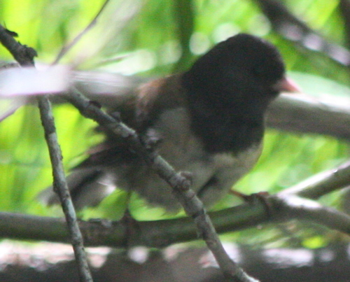 iNaturalist observation photo of Dark-eyed Junco
