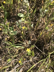 Leptosiphon acicularis