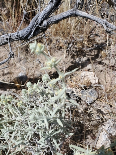 Utah butterflybush (Buddleja utahensis)