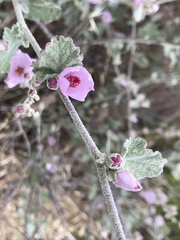 Malacothamnus hallii