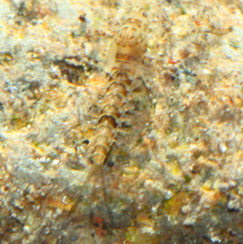 Ephemeroptera