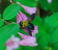 Xylocopa appendiculata