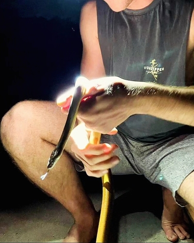 Water Python sighting