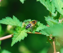 Helophilus eristaloidea