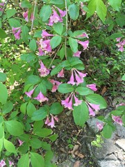 Weigela