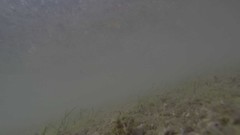 Halodule uninervis