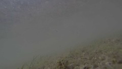 Halodule uninervis