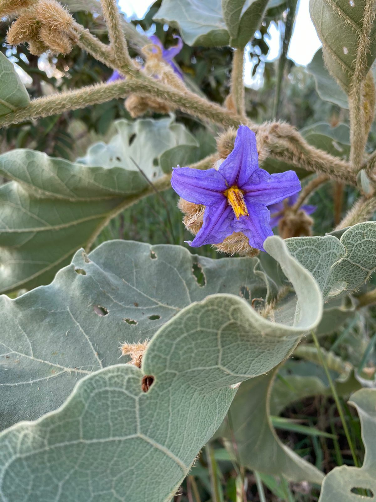 Solanum falciforme