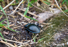 Carabus glabratus