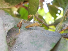 Anisoscelis marginellus
