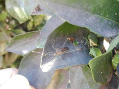 Anisoscelis marginellus