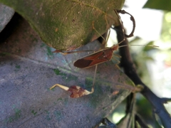 Anisoscelis marginellus