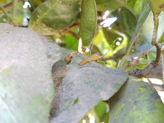 Anisoscelis marginellus