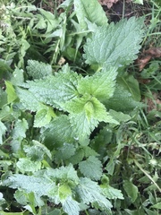 Lamium album