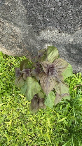 Perilla frutescens observed 2024-05-22