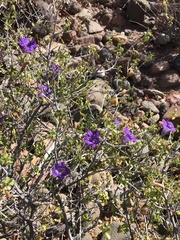 Ruellia californica peninsularis