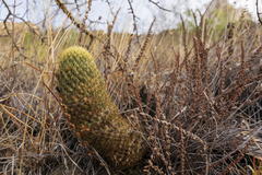 Coryphantha erecta