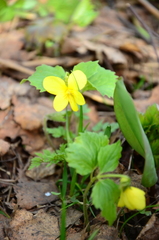 Viola uniflora
