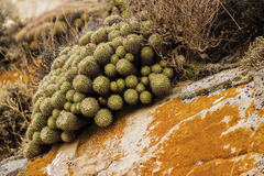 Mammillaria compressa compressa