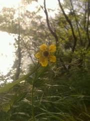 Geum urbanum