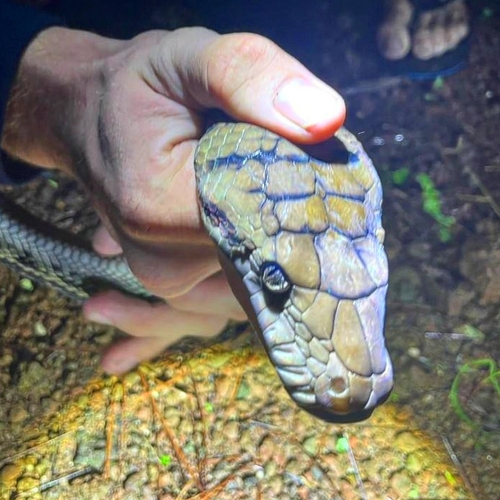 Australian Scrub Python sighting