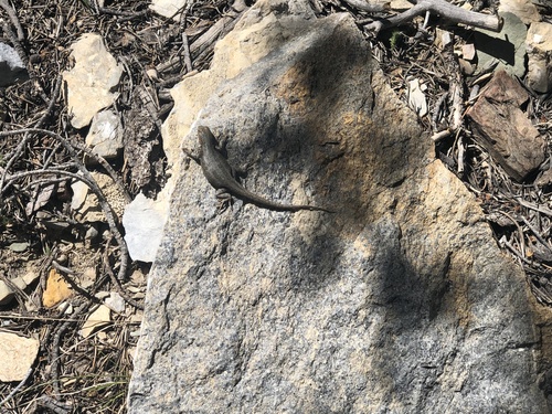 iNaturalist observation photo of Common Sagebrush Lizard