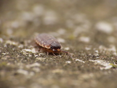 Porcellionides aternanus