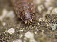Porcellionides aternanus