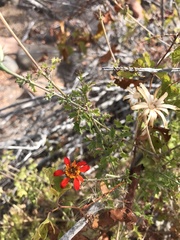 Adenophyllum speciosum