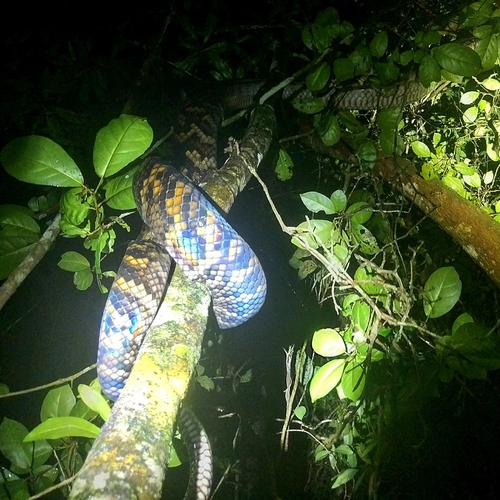Australian Scrub Python sighting