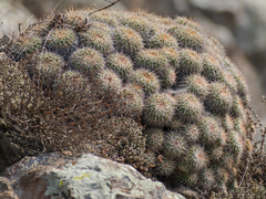 Mammillaria compressa compressa