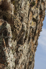 Mammillaria compressa compressa