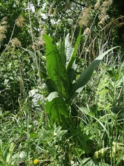 Dipsacus fullonum