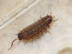 Porcellionides aternanus