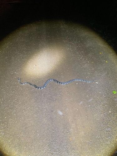 Jungle Carpet Python sighting