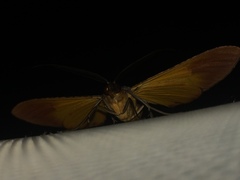 Hypochrosis binexata