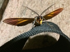 Hypochrosis binexata
